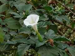 تاتوره علفی